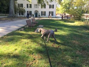 Poirot taking a walk at the C&O Canal