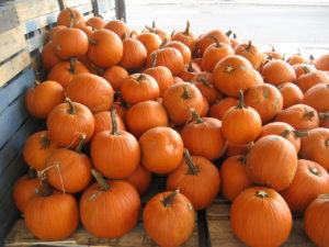 Best pumpkin patches in Montgomery County