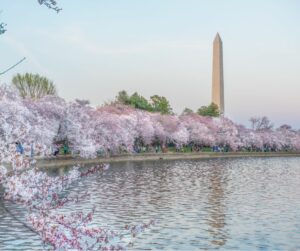 other places to see the cherry blossoms