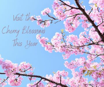 Other places to see the cherry blossoms
