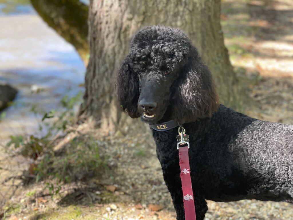 Georgetown Dog Friendly activities