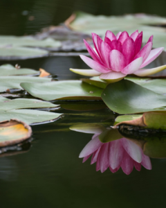 water lilies best public gardens Washington DC