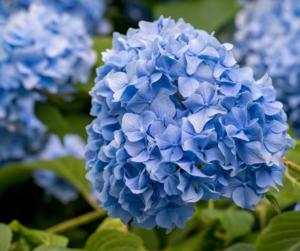 the right Hydrangea color