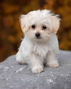 Dogs in Bethesda condos Canva